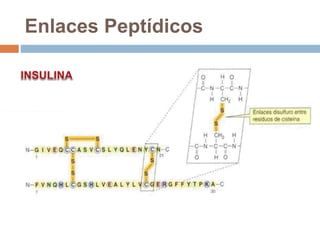 Enlaces Peptídicos
 