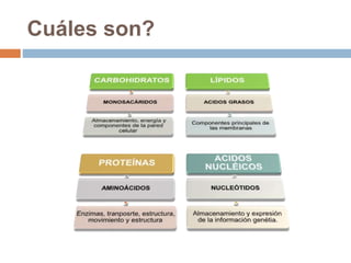 Cuáles son?
 