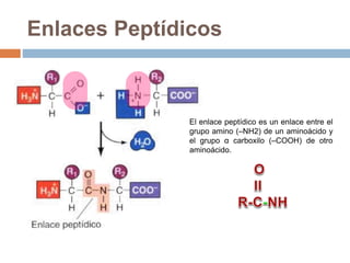 Enlaces Peptídicos
El enlace peptídico es un enlace entre el
grupo amino (–NH2) de un aminoácido y
el grupo α carboxilo (–COOH) de otro
aminoácido.
 