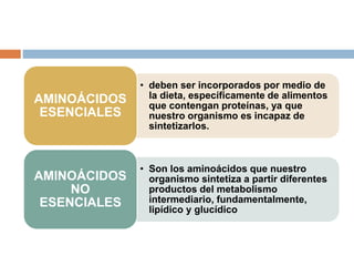 • deben ser incorporados por medio de
la dieta, específicamente de alimentos
que contengan proteínas, ya que
nuestro organismo es incapaz de
sintetizarlos.
AMINOÁCIDOS
ESENCIALES
• Son los aminoácidos que nuestro
organismo sintetiza a partir diferentes
productos del metabolismo
intermediario, fundamentalmente,
lipídico y glucídico
AMINOÁCIDOS
NO
ESENCIALES
 