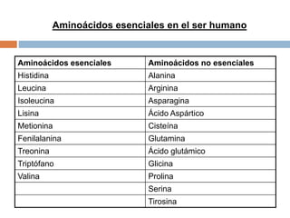 Aminoácidos esenciales Aminoácidos no esenciales
Histidina Alanina
Leucina Arginina
Isoleucina Asparagina
Lisina Ácido Aspártico
Metionina Cisteína
Fenilalanina Glutamina
Treonina Ácido glutámico
Triptófano Glicina
Valina Prolina
Serina
Tirosina
Aminoácidos esenciales en el ser humano
 