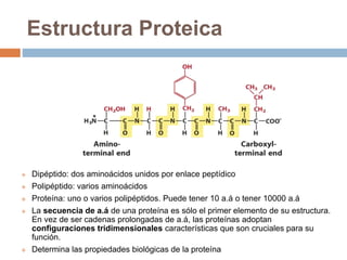 Estructura Proteica
 Dipéptido: dos aminoácidos unidos por enlace peptídico
 Polipéptido: varios aminoácidos
 Proteína: uno o varios polipéptidos. Puede tener 10 a.á o tener 10000 a.á
 La secuencia de a.á de una proteína es sólo el primer elemento de su estructura.
En vez de ser cadenas prolongadas de a.á, las proteínas adoptan
configuraciones tridimensionales características que son cruciales para su
función.
 Determina las propiedades biológicas de la proteína
 