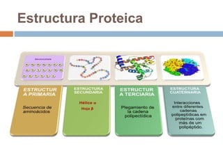 Estructura Proteica
 