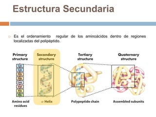  Es el ordenamiento regular de los aminoácidos dentro de regiones
localizadas del polipéptido.
Estructura Secundaria
 