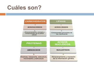 Cuáles son?
 