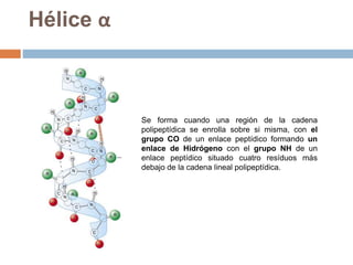 Se forma cuando una región de la cadena
polipeptídica se enrolla sobre si misma, con el
grupo CO de un enlace peptídico formando un
enlace de Hidrógeno con el grupo NH de un
enlace peptídico situado cuatro resíduos más
debajo de la cadena lineal polipeptídica.
Hélice α
 