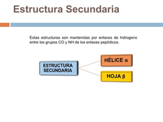 Estas estructuras son mantenidas por enlaces de hidrogeno
entre los grupos CO y NH de los enlaces peptídicos.
Estructura Secundaria
 