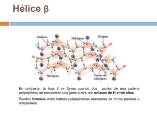 En contraste, la hoja β se forma cuando dos partes de una cadena
polipeptídica se encuentran una junto a otra con enlaces de H entre ellas.
Pueden formarse entre hebras polipéptídicas orientadas de forma paralela o
antiparalela.
Hélice β
 