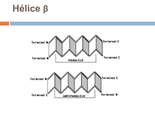Hélice β
 