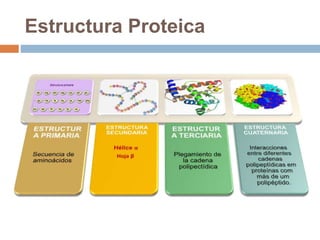 Estructura Proteica
 
