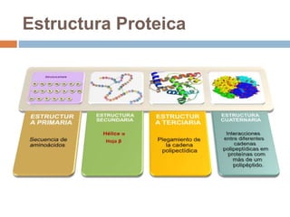 Estructura Proteica
 