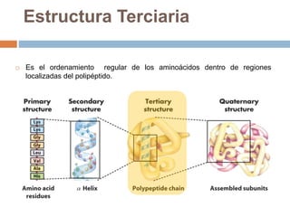  Es el ordenamiento regular de los aminoácidos dentro de regiones
localizadas del polipéptido.
Estructura Terciaria
 