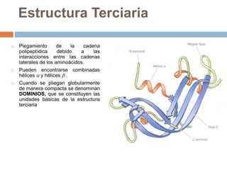  Plegamiento de la cadena
polipeptídica debido a las
interacciones entre las cadenas
laterales de los aminoácidos.
 Pueden encontrarse combinadas
hélices  y hélices  .
 Cuando se pliegan globularmente
de manera compacta se denominan
DOMINIOS, que se constituyen las
unidades básicas de la estructura
terciaria
Estructura Terciaria
 