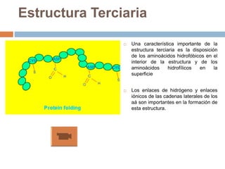  Una característica importante de la
estructura terciaria es la disposición
de los aminoácidos hidrofóbicos en el
interior de la estructura y de los
aminoácidos hidrofílicos en la
superficie
 Los enlaces de hidrógeno y enlaces
iónicos de las cadenas laterales de los
aá son importantes en la formación de
esta estructura.
Estructura Terciaria
 