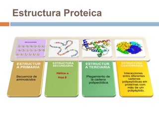 Estructura Proteica
 