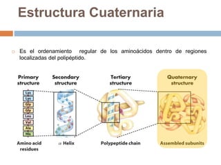  Es el ordenamiento regular de los aminoácidos dentro de regiones
localizadas del polipéptido.
Estructura Cuaternaria
 