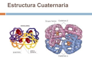 Estructura Cuaternaria
 