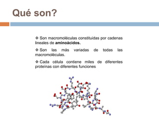  Son macromoléculas constituidas por cadenas
lineales de aminoácidos.
 Son las más variadas de todas las
macromoléculas.
 Cada célula contiene miles de diferentes
proteínas con diferentes funciones
Qué son?
 