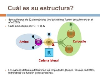  Son polímeros de 22 aminoácidos (los dos últimos fueron descubiertos en el
año 2002)
 Cada aminoácido por: C, H, O, N
 Las cadenas laterales determinan las propiedades (ácidos, básicos, hidrófilos,
hidrófobos) y la función de las proteínas.
Cuál es su estructura?
Amino
Cadena lateral
Carboxilo
α
 