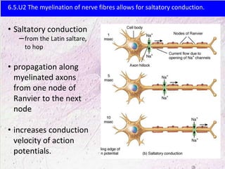 6.5 Neurons and synapses | PPTX
