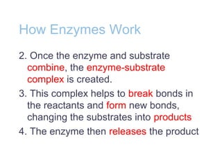 How Enzymes Work
2. Once the enzyme and substrate
combine, the enzyme-substrate
complex is created.
3. This complex helps to break bonds in
the reactants and form new bonds,
changing the substrates into products
4. The enzyme then releases the product
 