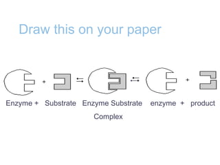 Draw this on your paper
Enzyme + Substrate Enzyme Substrate enzyme + product
Complex
 