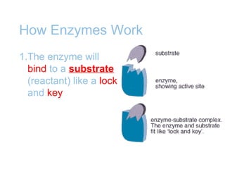 How Enzymes Work
1.The enzyme will
bind to a substrate
(reactant) like a lock
and key
 