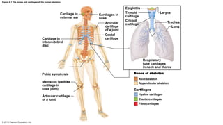 Epiglottis
LarynxCartilage in
external ear
Cartilages in
nose
Trachea
Cartilage in
intervertebral
disc
Respiratory
tube cartilages
in neck and thorax
Pubic symphysis
Meniscus (padlike
cartilage in
knee joint) Cartilages
Articular cartilage
of a joint
Articular
cartilage
of a joint
Costal
cartilage
Thyroid
cartilage
Cricoid
cartilage
Lung
Axial skeleton
Appendicular skeleton
Bones of skeleton
Hyaline cartilages
Elastic cartilages
Fibrocartilages
Figure 6.1 The bones and cartilages of the human skeleton.
© 2016 Pearson Education, Inc.