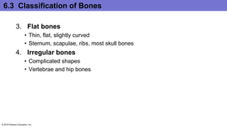 6.3 Classification of Bones
3. Flat bones
• Thin, flat, slightly curved
• Sternum, scapulae, ribs, most skull bones
4. Irregular bones
• Complicated shapes
• Vertebrae and hip bones
© 2016 Pearson Education, Inc.