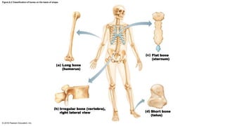 Figure 6.2 Classification of bones on the basis of shape.
© 2016 Pearson Education, Inc.
Flat bone
(sternum)
Long bone
(humerus)
Irregular bone (vertebra),
right lateral view Short bone
(talus)
