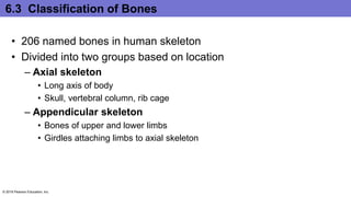 6.3 Classification of Bones
• 206 named bones in human skeleton
• Divided into two groups based on location
– Axial skeleton
• Long axis of body
• Skull, vertebral column, rib cage
– Appendicular skeleton
• Bones of upper and lower limbs
• Girdles attaching limbs to axial skeleton
© 2016 Pearson Education, Inc.
 