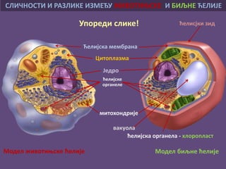 Ћелијска мембрана
Цитоплазма
Једро
ћелијска органела - хлоропласт
вакуола
ћелисјки зид
СЛИЧНОСТИ И РАЗЛИКЕ ИЗМЕЂУ ЖИВОТИЊСКЕ И БИЉНЕ ЋЕЛИЈЕ
Модел животињске ћелије Модел биљне ћелије
митохондрије
ћелијске
органеле
Упореди слике!
 