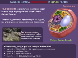 Ћелијски зид је еластичан, савитљив, чврст
омотач који даје чврстину и сталан облик
биљној ћелији.
Ћелијски зид се састоји од шећера (угљени хидрати),
као што је целулоза и мале количине белнчевина
Биљна ћелија има а животињска нема
ћелисјки зид
При јаком ветру, трава
полегне, али њена стабла
се не сломе јер је ћелијски
зид еластичан, савитљив
Ћелијски зид је од користи и за људе и животиње.
• од њега се прави хартија – од издвојених целулозних влакана
• користи се као биогориво,
• храна је за људе и животиње
• користи се и у фармацеутској индустрији
РАЗЛИКЕ ИЗМЕЂУ ЖИВОТИЊСКЕ И БИЉНЕ ЋЕЛИЈЕ
Модел биљне ћелије
 