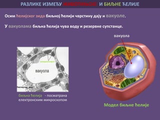 У вакуолама биљна ћелија чува воду и резервне супстанце.
вакуола
биљна ћелија - посматрана
електронским микроскопом
Осим ћелијског зида биљној ћелији чврстину дају и вакуоле.
Модел биљне ћелије
РАЗЛИКЕ ИЗМЕЂУ ЖИВОТИЊСКЕ И БИЉНЕ ЋЕЛИЈЕ
 