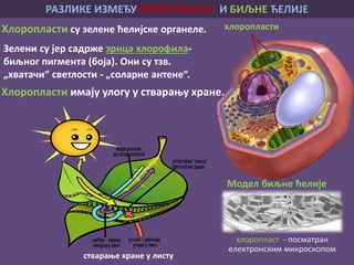 Хлоропласти су зелене ћелијске органеле.
Зелени су јер садрже зрнца хлорофила-
биљног пигмента (боја). Они су тзв.
„хватачи“ светлости - „соларне антене“.
Хлоропласти имају улогу у стварању хране.
хлоропласти
хлоропласт - посматран
електронским микроскопом
стварање хране у листу
Модел биљне ћелије
РАЗЛИКЕ ИЗМЕЂУ ЖИВОТИЊСКЕ И БИЉНЕ ЋЕЛИЈЕ
 