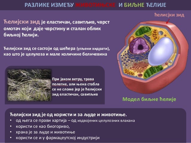 Biljna i zivotinjska celija