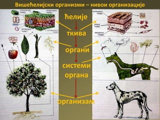 Вишећелијски организми – нивои организације
организам
системи
органа
органи
ткива
ћелије
 