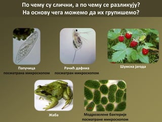 По чему су слични, а по чему се разликују?
На основу чега можемо да их групишемо?
Папучица
посматрана микроскопом
Шумска јагода
Жаба
Рачић дафниа
посматран микроскопом
Модрозелене бактерије
посматране микроскопом
 