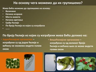 На основу чега можемо да их групишемо?
Жива бића можемо да групишемо на основу:
• Величине
• Начина исхране
• Места живота
• Начина кретања
• Грађе ћелије
• По броју ћелија из којих су изграђена
• …….
• Једноћелијске организме –
изграђени су од једне ћелије и
већину не можемо видети голим
оком
• Вишећелијске организме –
изграђени су од великог броја
ћелија и већина њих се може видети
голим оком
По броју ћелија из којих су изграђени жива бића делимо на:
 