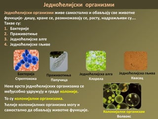 Једноћелијски организми
Једноћелијски организми живе самостално и обављају све животне
функције- дишу, хране се, размножавају се, расту, надражљиви су….
Такве су:
1. Бактерије
2. Праживотиње
3. Једноћелијске алге
4. Једноћелијске гљиве
Неке врста једноћелијских организама се
међусобно удружују и граде колоније.
То су колонијални организама.
Ћелије колонијалних организма могу и
самостално да обављају животне функције.
Праживотиња
Папучица
Бактерија
Стрептокока
Једноћелијска алга
Хлорела
Једноћелијска гљива
Квасац
Колонијални организам
Волвокс
 