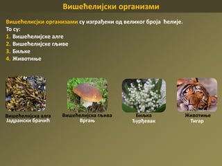 Вишећелијски организми
Вишећелисјки организами су изграђени од великог броја ћелије.
То су:
1. Вишећелијске алге
2. Вишећелијске гљиве
3. Биљке
4. Животиње
Вишећелијскa алгa
Јадрански брачић
Вишећелијска гљива
Вргањ
Биљка
Ђурђевак
Животиње
Тигар
 