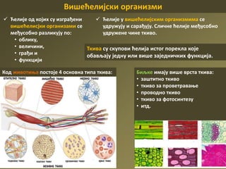 Вишећелијски организми
 Ћелије од којих су изграђени
вишећелисјки организами се
међусобно разликују по:
• облику,
• величини,
• грађи и
• функцији
Ткива су скупови ћелија истог порекла које
обављају једну или више заједничких функција.
Биљке имају више врста ткива:
• заштитно ткиво
• ткиво за проветравање
• проводно ткиво
• ткиво за фотосинтезу
• итд.
 Ћелије у вишећелијским организмима се
удружују и сарађују. Сличне ћелије међусобно
удружене чине ткиво.
Код животиња постоје 4 основна типа ткива:
 