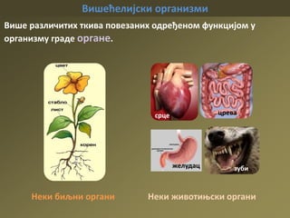 Вишећелијски организми
Више различитих ткива повезаних одређеном функцијом у
организму граде органе.
Неки биљни органи
срце црева
желудац зуби
Неки животињски органи
 