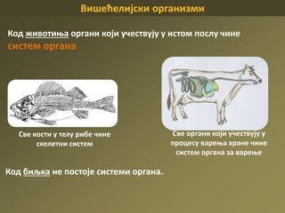 Вишећелијски организми
Код животиња органи који учествују у истом послу чине
систем органа
Све кости у телу рибе чине
скелетни систем
Све органи који учествују у
процесу варења хране чине
систем органа за варење
Код биљка не постоје системи органа.
 