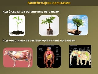 Вишећелијски организми
Код биљака сви органи чине организам
Код животиња сви системи органа чине организам
 