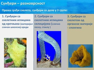 Сунђери – разноврсност
Према грађи скелета, сунђери се деле у 3 групе:
1. Сунђери са
скелетним иглицама
од кречњака (материјал
сличан школској креди)
2. Сунђери са
скелетним иглицама
силицијума (слично
песку, стаклу )
3. Сунђери са
скелетом од
органске материје
- спонгина
 