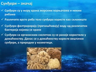 Сунђери – значај
 Сунђери су у мору храна морским корњачама и неким
рибама
 Различите врсте риба тело сунђера користе као склониште
 Сунђери филтририрају (пречишћавају) воду од различитих
бактерија којима се хране
 Сунђери са органиским скелетом су се раније користили у
домаћинству. Данас се у домаћинству користе вештачки
сунђери, а природни у козметици.
 