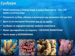 Сунђери
 Живе углавном у сланој води, а мањи број врста – око 150
живи у слаткој води
 Различите су боје, облика и величине (од неколико mm до 2m)
 Дуго су их сматрали биљкама јер се не крећу.
 Живе причвршћени за подлогу – СЕСИЛНЕ ЖИВОТИЊЕ
 Често живе у КОЛОНИЈАМА
 Сунђери су најједноставније грађене животиње
 
