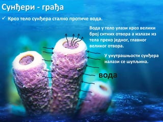 Сунђери - грађа
 Кроз тело сунђера стално протиче вода.
вода
Вода у тело улази кроз велики
број ситних отвора а излази из
тела преко једног, главног
великог отвора.
У унутрашњости сунђера
налази се шупљина.
 