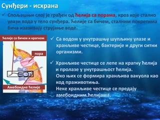 Сунђери - исхрана
 Спољашњи слој је грађен од ћелија са порама, кроз које стално
улази вода у тело сунђера. Ћелије са бичем, сталним покретима
бича изазивају струјање воде.
пора
 Са водом у унутрашњу шупљину улазе и
хранљиве честице, бактерије и други ситни
организми.
 Хранљиве честице се лепе на крагну ћелија
и пролазе у унутрашњост ћелија.
Око њих се формира хранљива вакуола као
код праживотиња.
Неке хранљиве честице се предају
амебоидним ћелијама.
Амебоидне ћелије
Ћелије са бичем и крагном
 